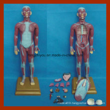 85cm Human Muscular Torso with Internal Organs Anatomy Model (17 PCS)